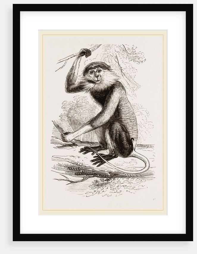 Cochin-China Monkey by Anonymous