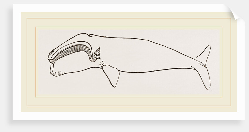 New Zealand Whale by Anonymous