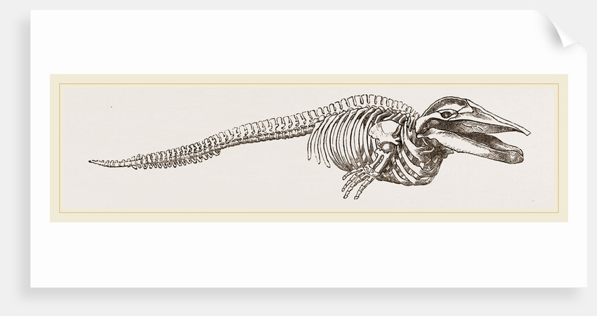 Skeleton of Rorqual by Anonymous