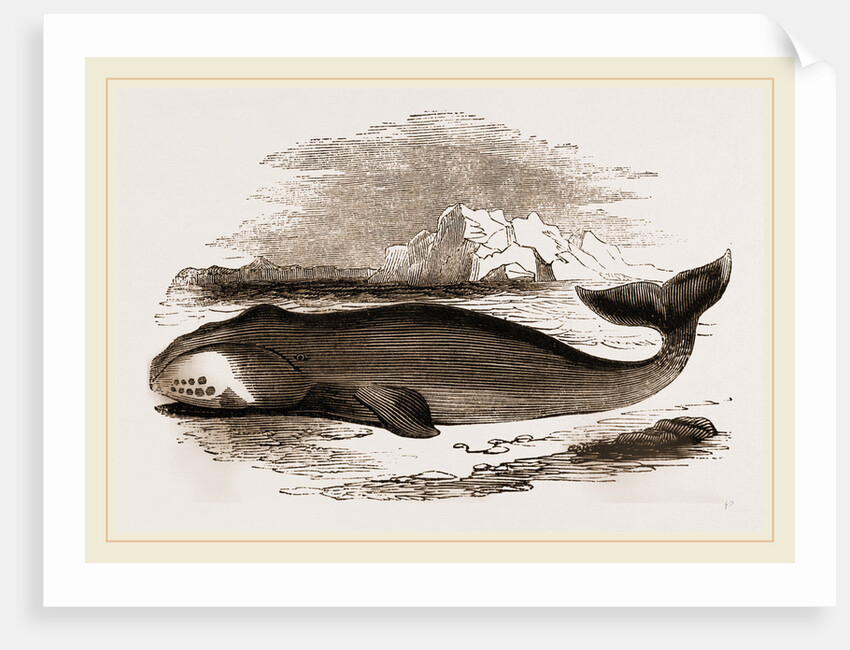 Greenland Whale by Anonymous