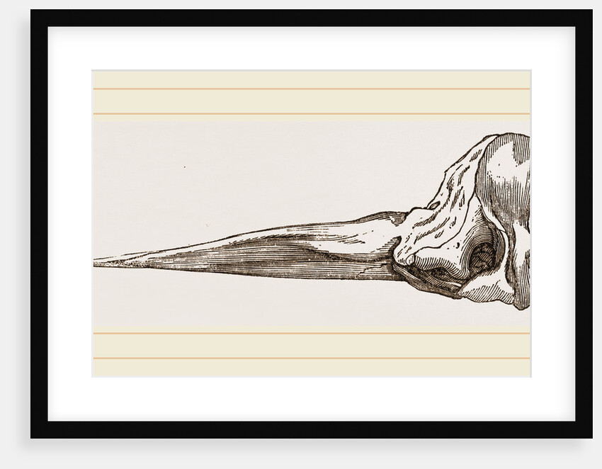 Skull of Spermaceti Whale in profile by Anonymous
