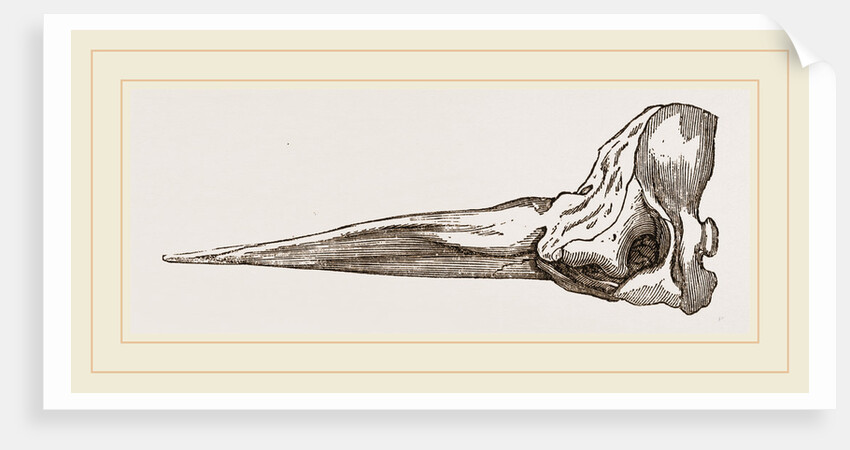 Skull of Spermaceti Whale in profile by Anonymous