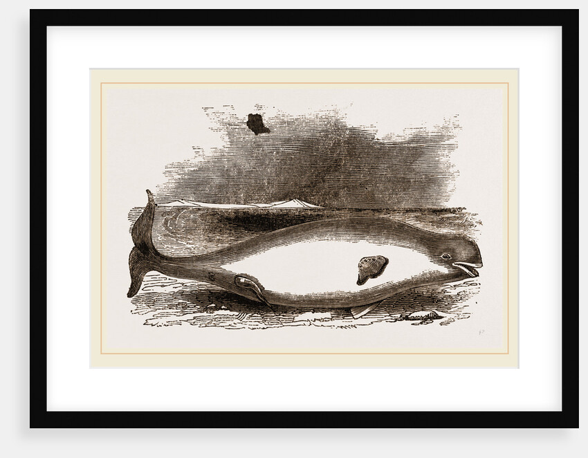 Beluga by Anonymous
