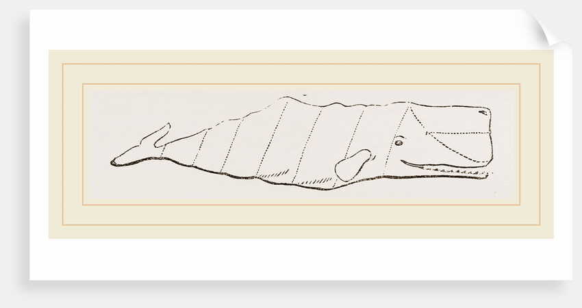 Spermaceti Whale by Anonymous