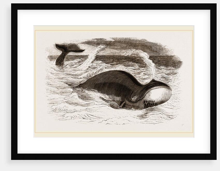 Greenland Whale by Anonymous