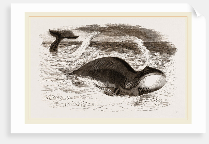 Greenland Whale by Anonymous