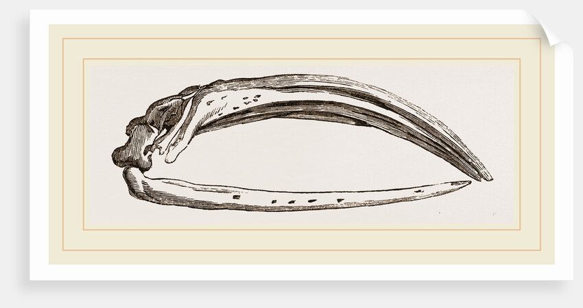 Skull of Greenland Whale in profile by Anonymous