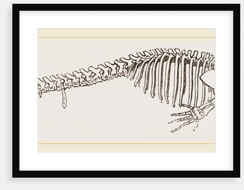 Skeleton of Greenland Whale by Anonymous