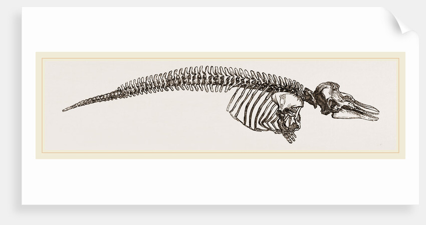 Skeleton of Porpoise by Anonymous