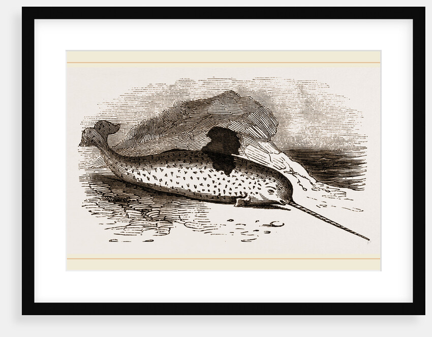 Narwhal by Anonymous