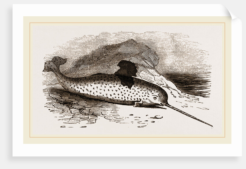 Narwhal by Anonymous