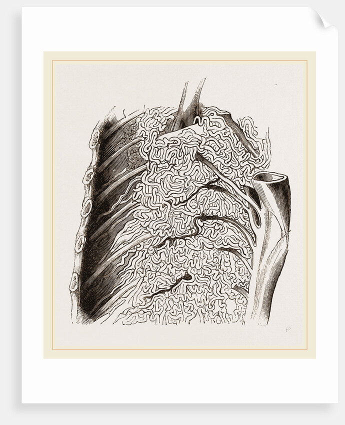 Vascular Apparatus of Whale by Anonymous