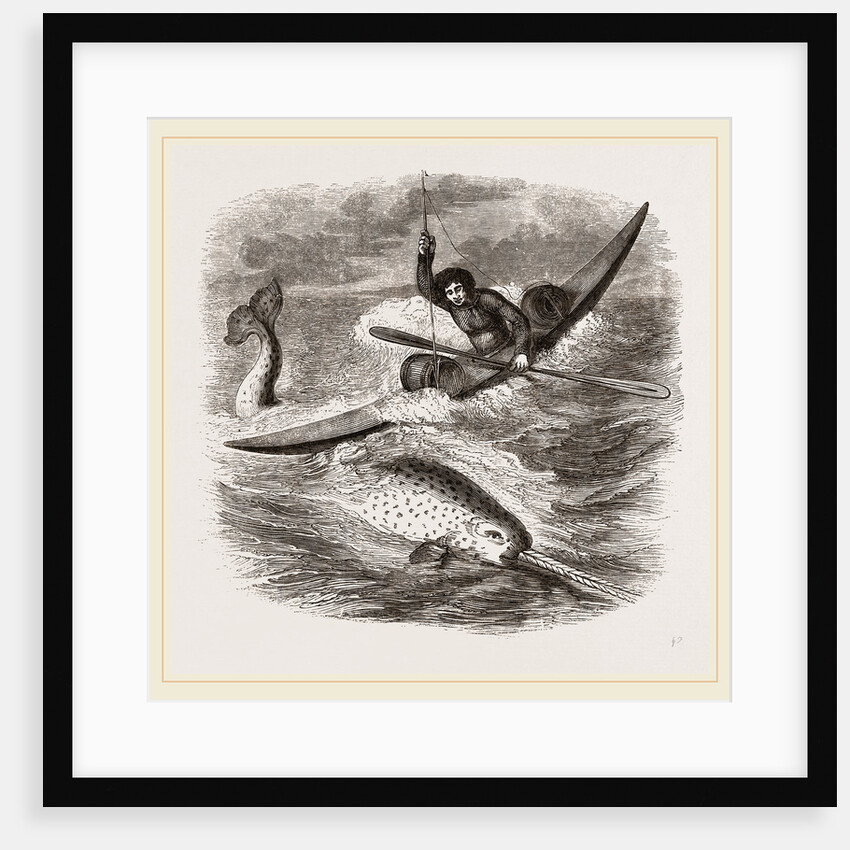 Spearing the Narwhal by Anonymous