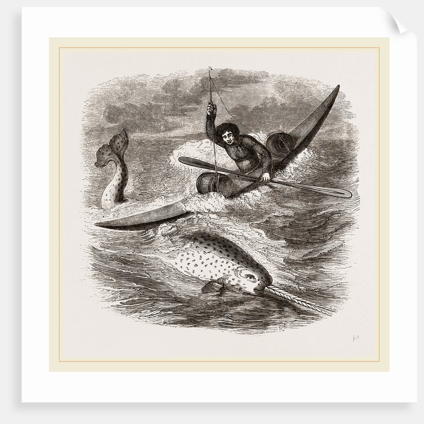 Spearing the Narwhal by Anonymous