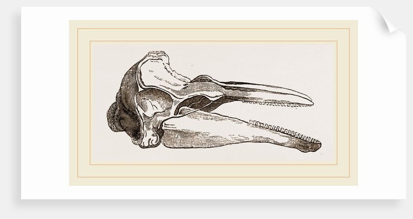 Skull of Dolphin by Anonymous