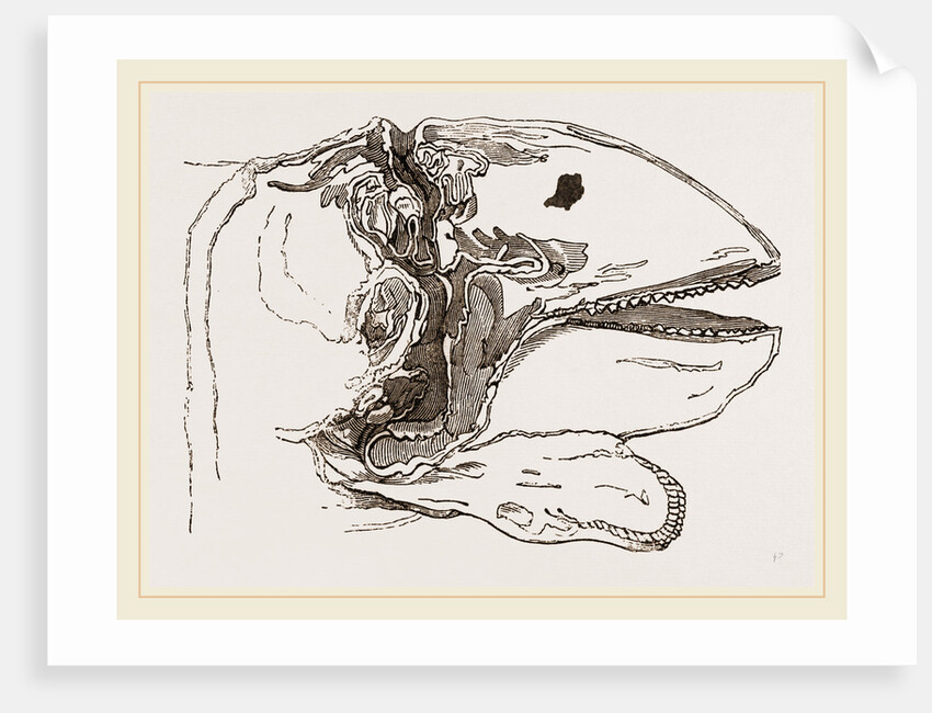 Section of Head Porpoise by Anonymous