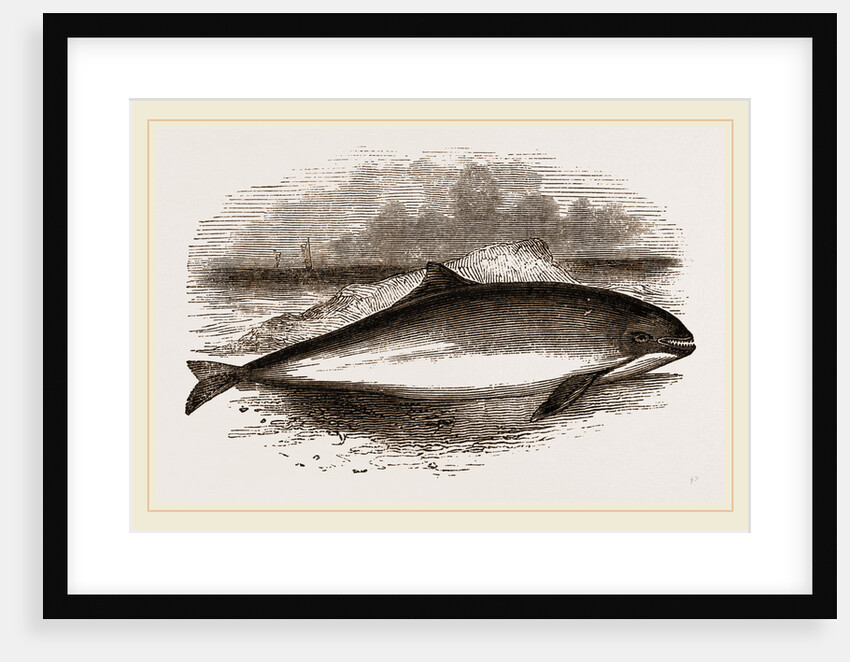 Common Porpoise by Anonymous