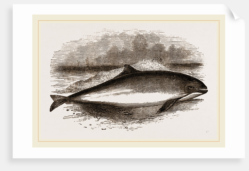 Common Porpoise by Anonymous