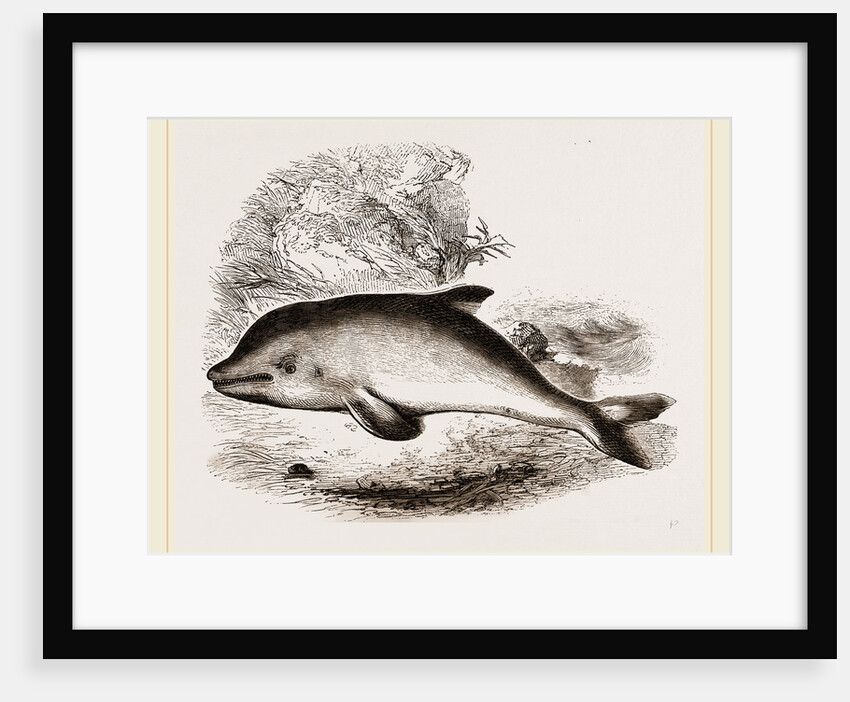 Common Porpoise by Anonymous