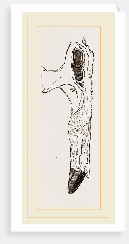 Teeth of Dugong by Anonymous