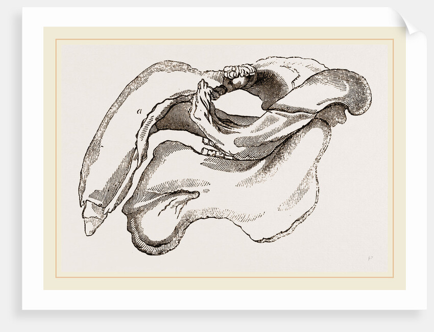 Skull of Dugong by Anonymous