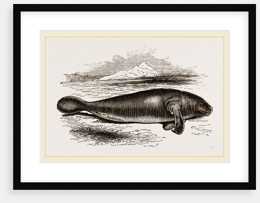 Manatee by Anonymous