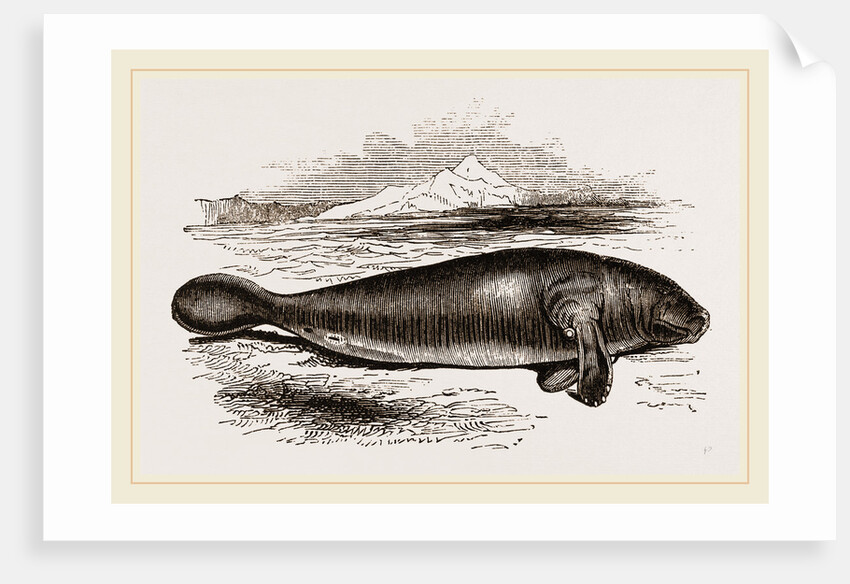 Manatee by Anonymous