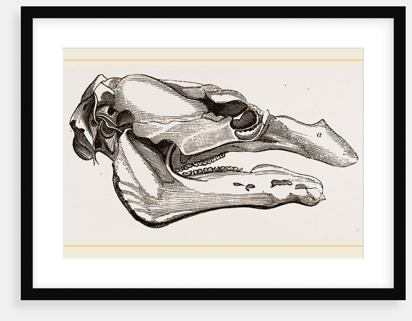 Skull of Manatee by Anonymous