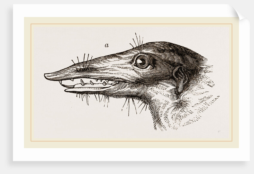 Head of Tupaia Tana by Anonymous