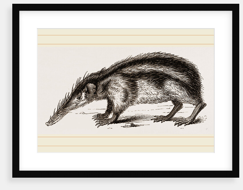 Striped Tenrec by Anonymous