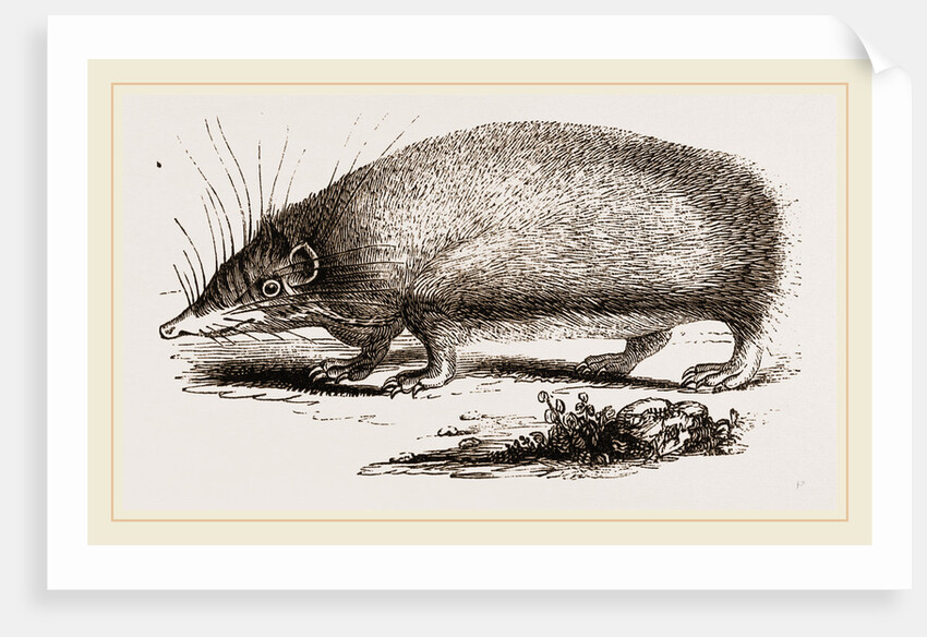 Spiny Tenrec by Anonymous