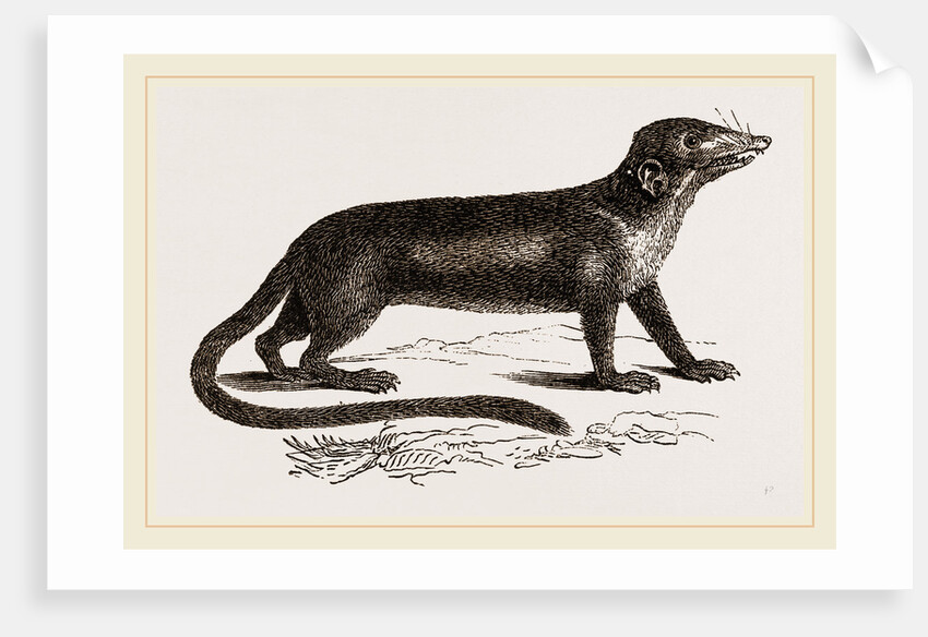 Banxring by Anonymous