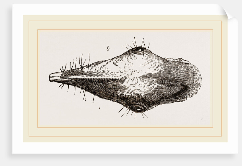 Head of Tupaia Tana by Anonymous