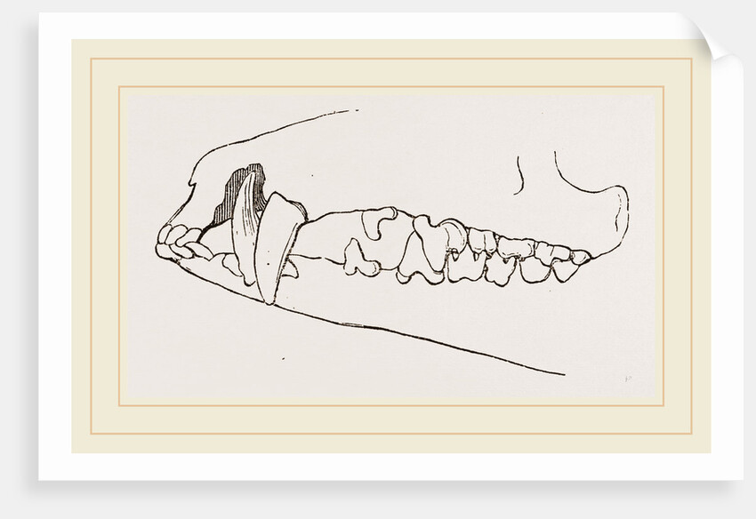 Teeth of Tenrec by Anonymous