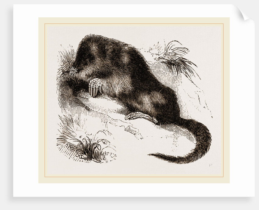 Star-nosed Mole by Anonymous