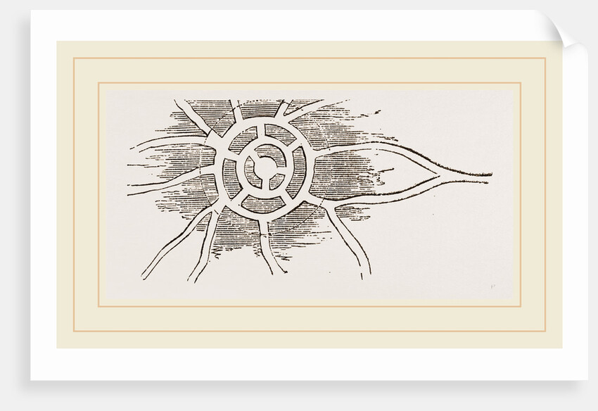 Habitation and Hunting-ground of Mole by Anonymous