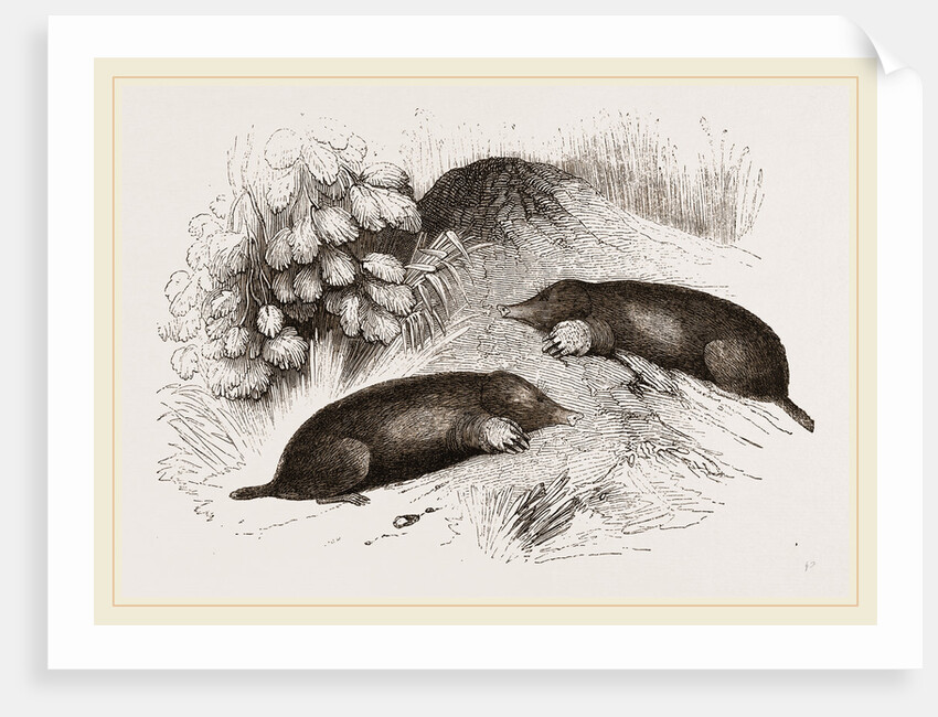 Common Moles by Anonymous