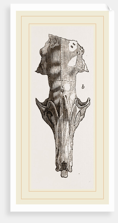 Skull of Solenodon by Anonymous