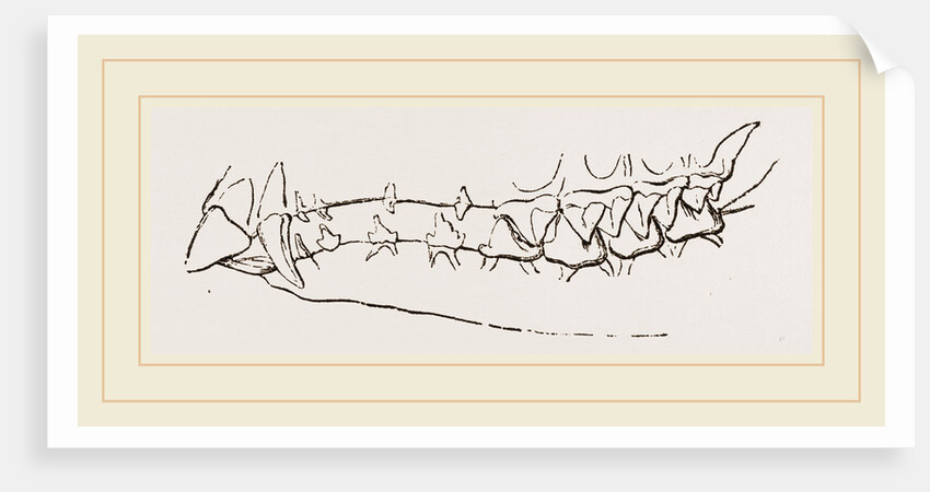 Teeth of Star nosed Mole by Anonymous
