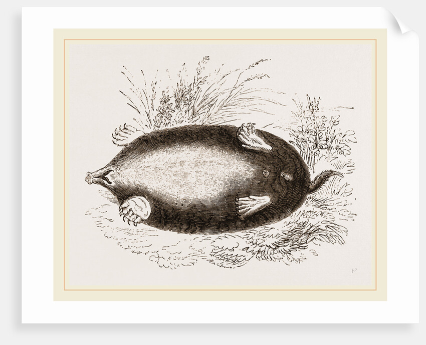 Shrew-Mole by Anonymous