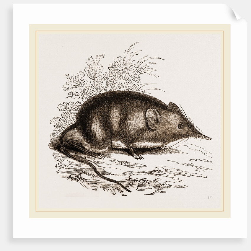 Cape Elephant-Shrew by Anonymous