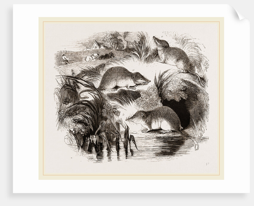 British Shrews by Anonymous