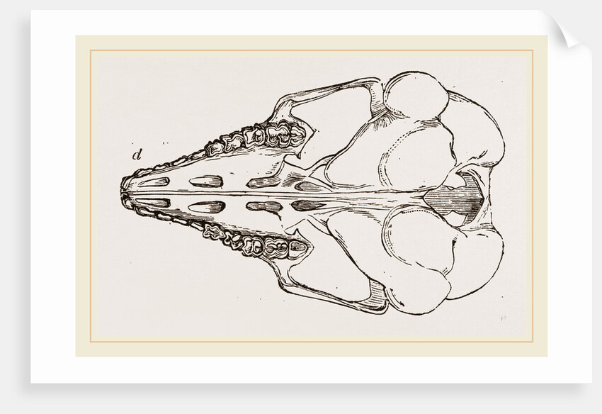 Skull of Cape Elephant-Shrew by Anonymous