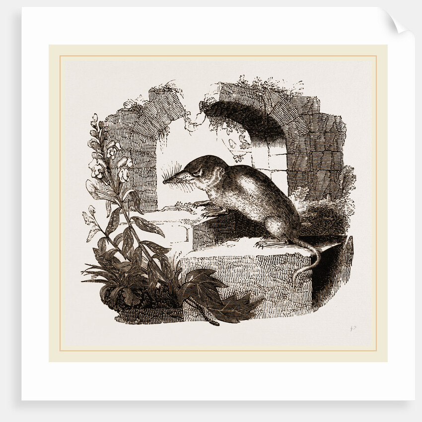 Common Shrew by Anonymous