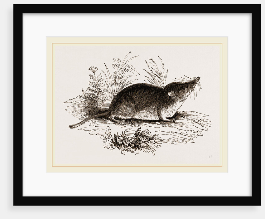 Common Shrew by Anonymous