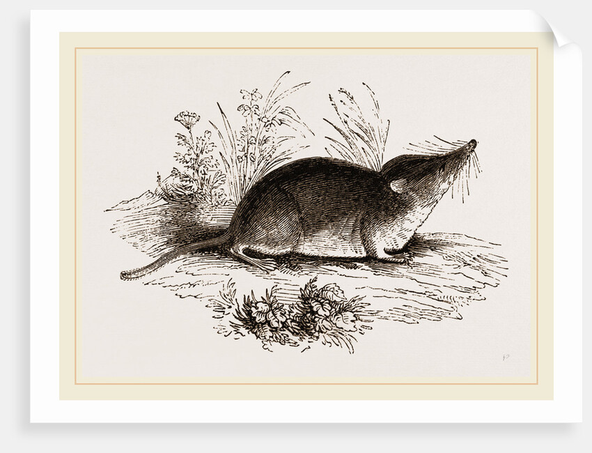 Common Shrew by Anonymous