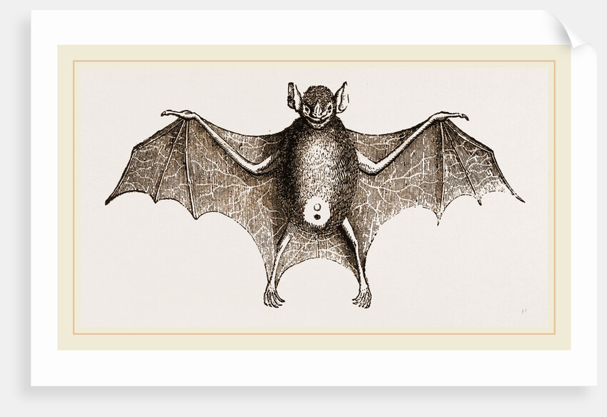 Greater Javelin-Bat by Anonymous