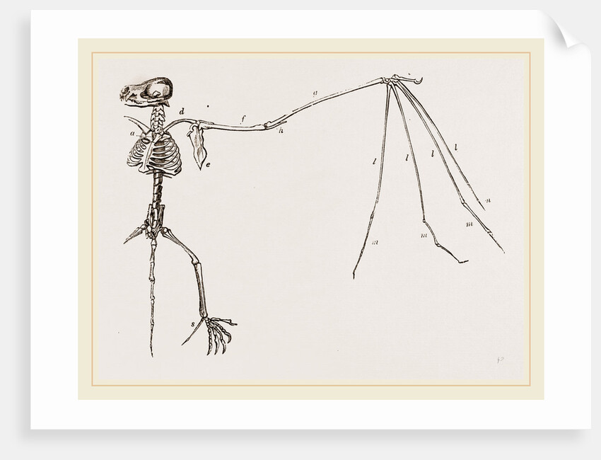 Skeleton of Bat by Anonymous