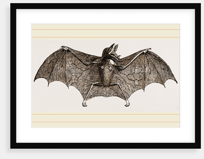 Vampire-Bat by Anonymous