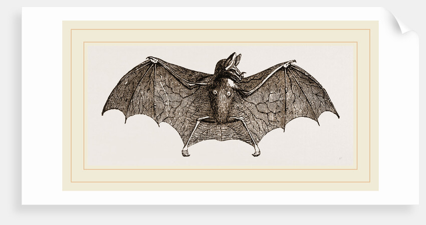 Vampire-Bat by Anonymous